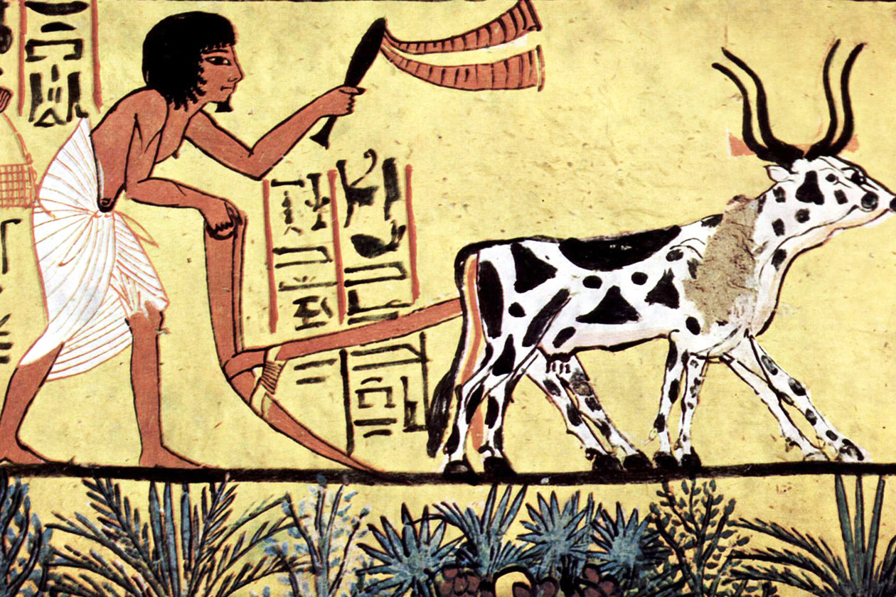  A fresco showing domesticated oxen being used to plow crop fields for planting.  