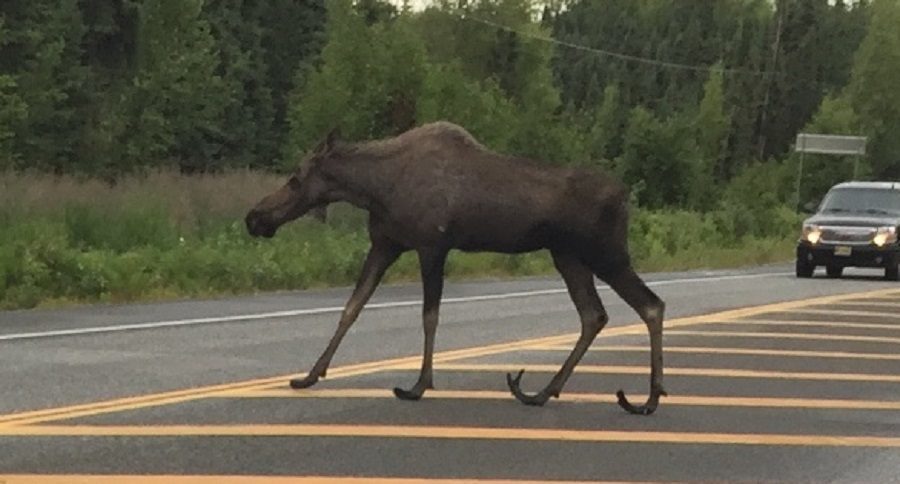 Not Weird. Wild - Moose Crossing 