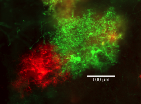 astrocyte tiling