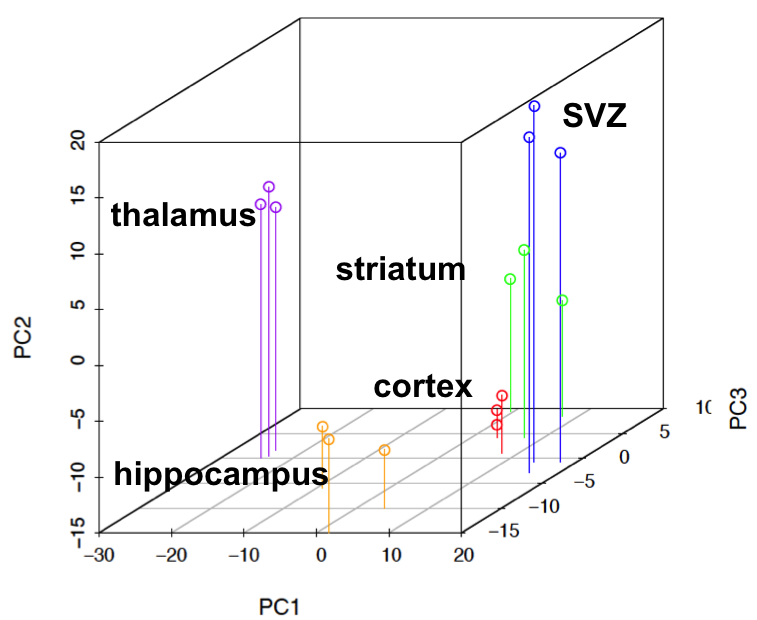 astrocyte heterogeneity in developing forebrain (Kevin Kelley)