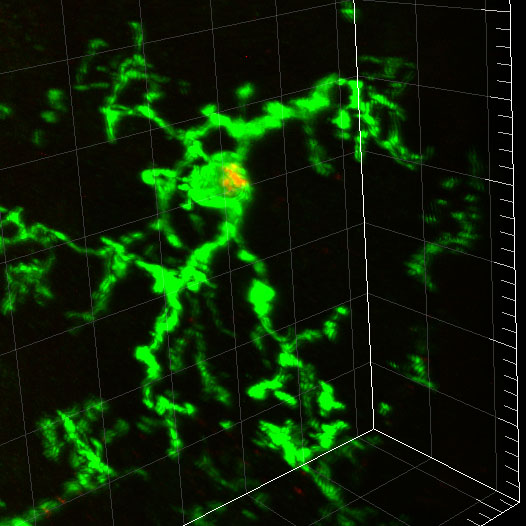 Cx3cr1+ microglia engulfing dye from a spinal cord motor neuron