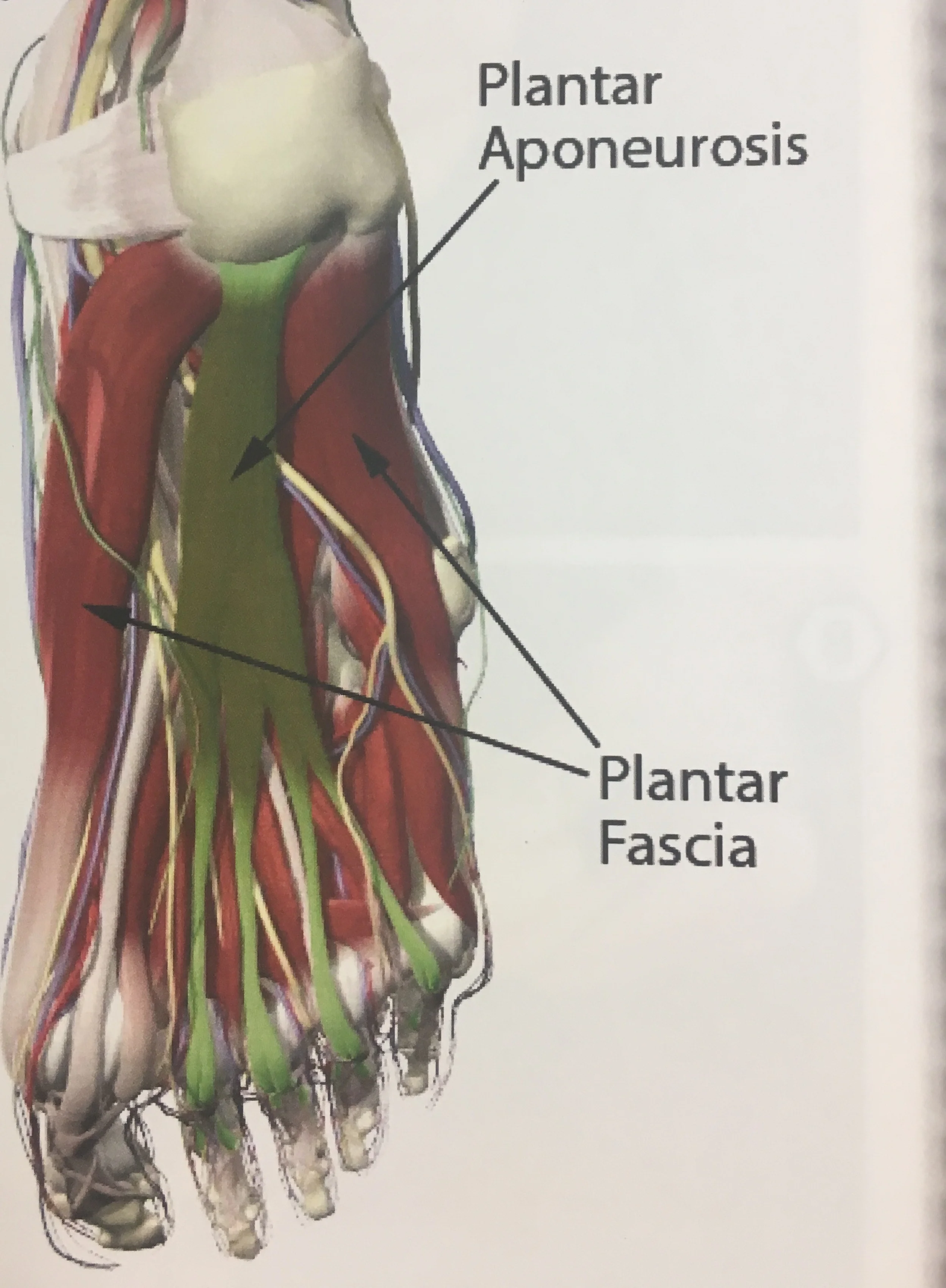 Muscles Of The Foot Dorsal Plantar TeachMeAnatomy, 41% OFF