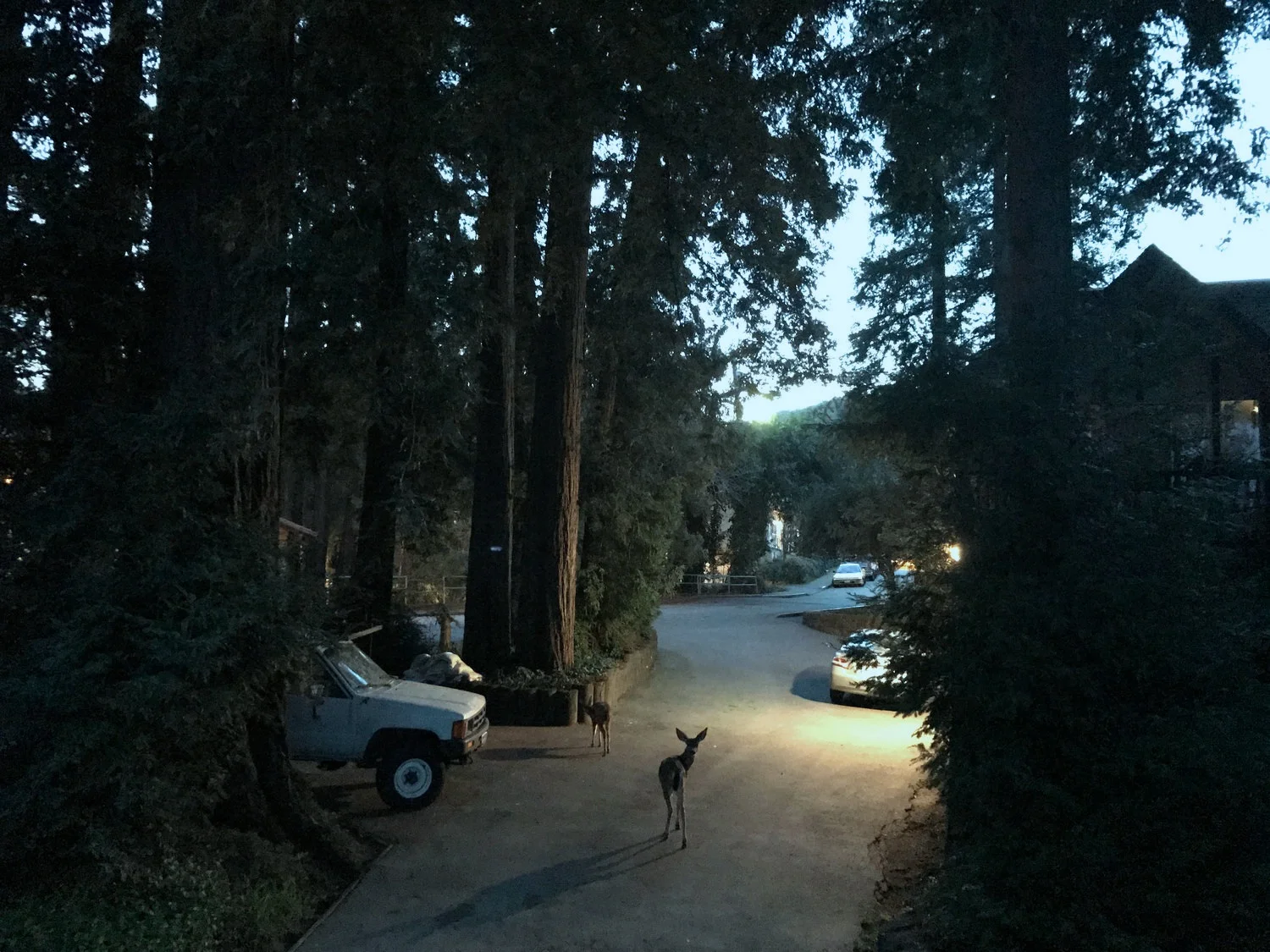 RUN TRIP - 18: FOLSOM - MILL VALLEY