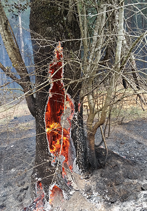 Prescribed Burning