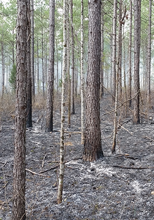 Prescribed Burning