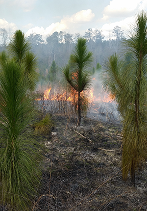 Prescribed Burning
