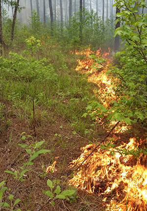 Prescribed Burning