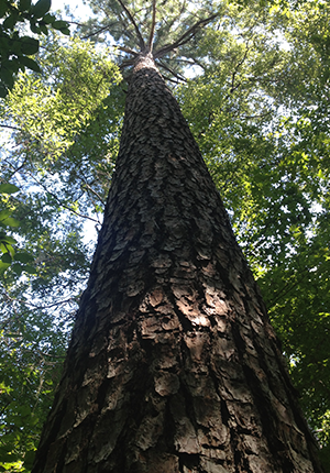 Timber Inventory
