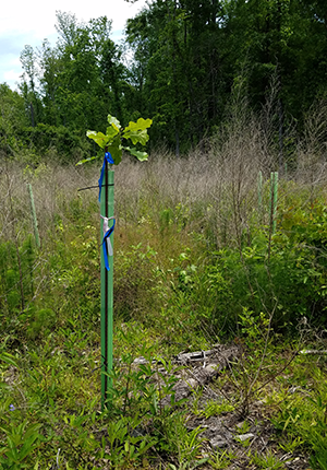 Reforestation Management