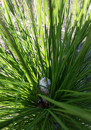 Reforestation Management