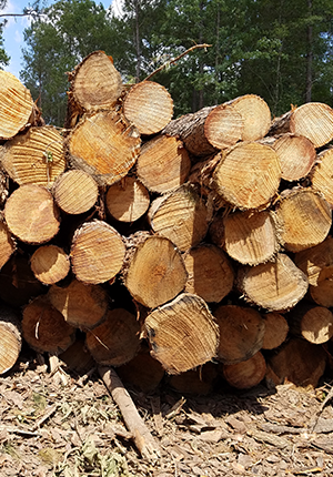 Timber Sales