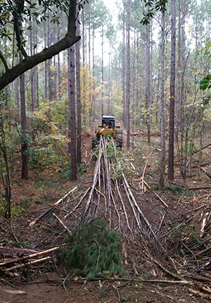 Timber Sales