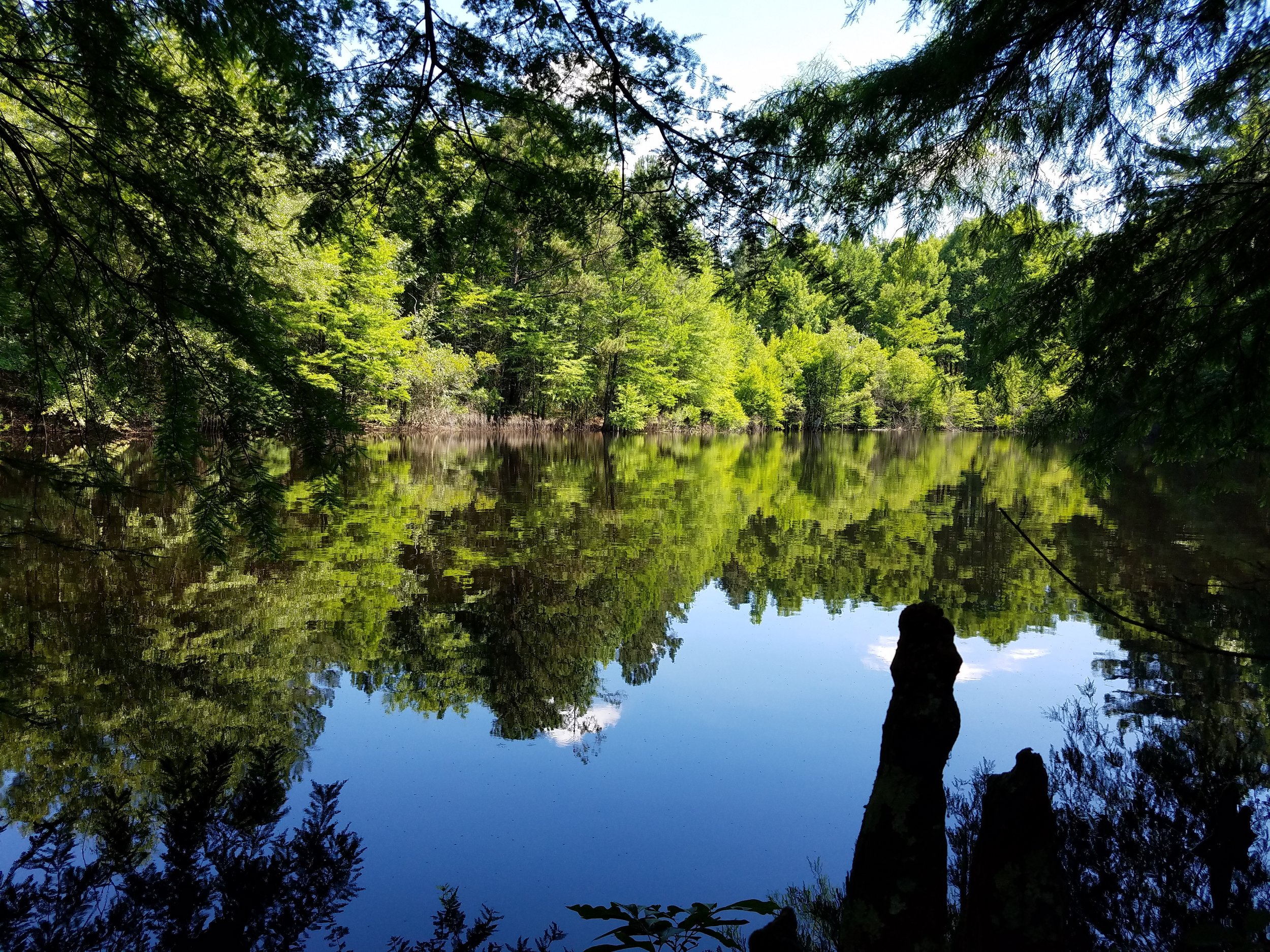 Forest Management Plans