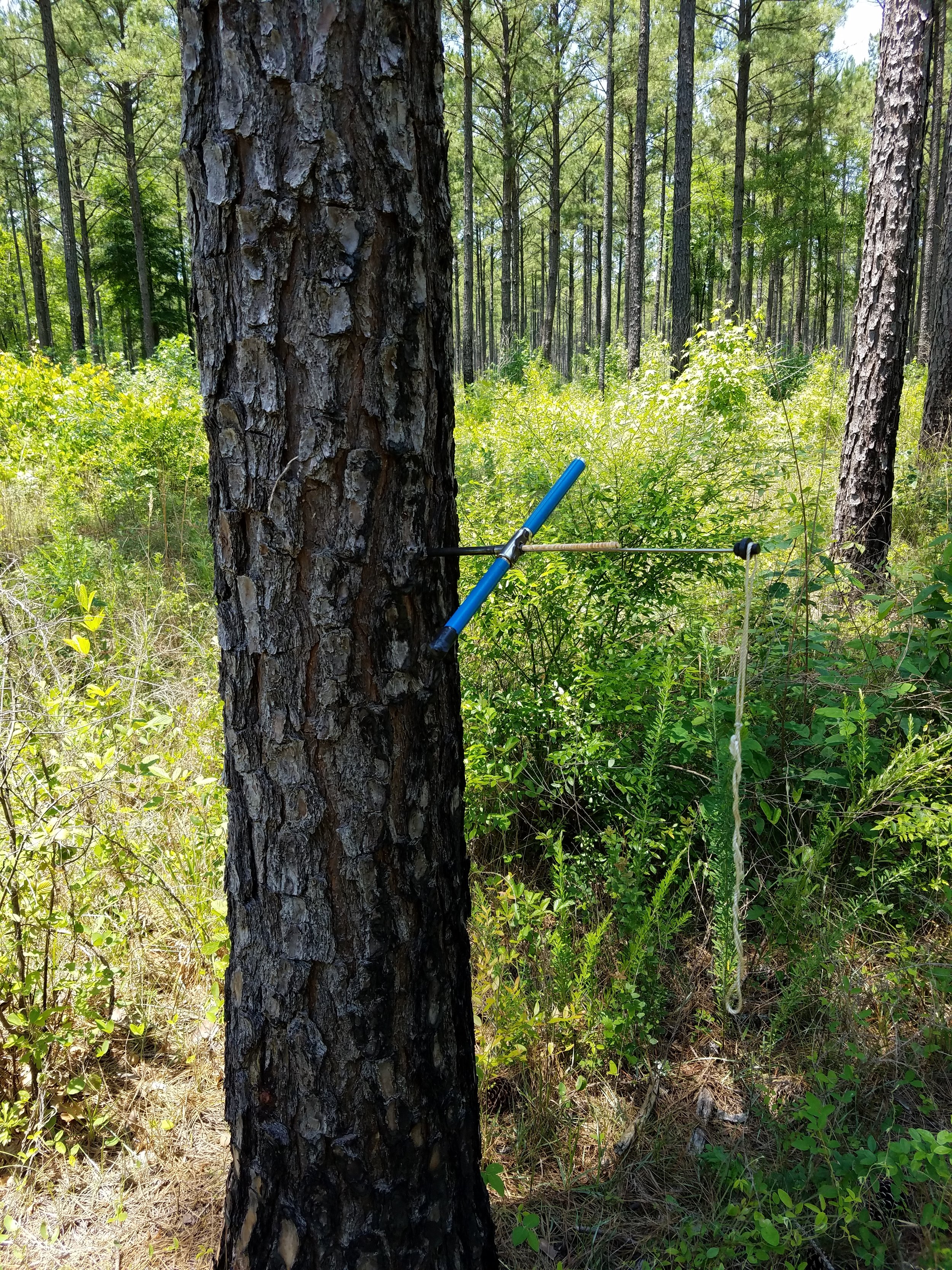 Forest Management Plans