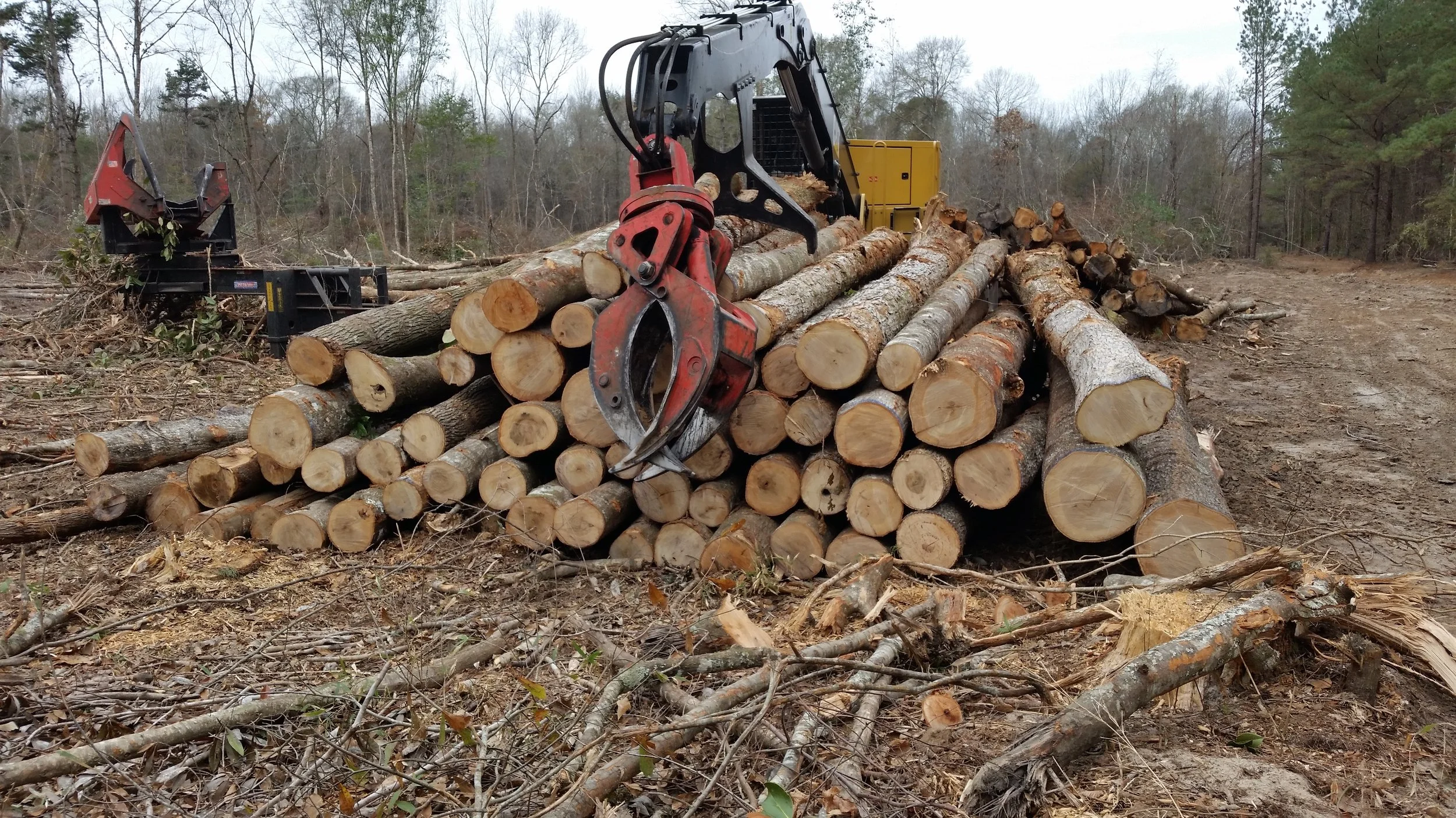 Timber Sales