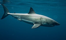 greatwhiteshark