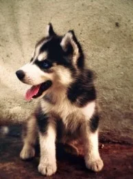 Happy Puppy