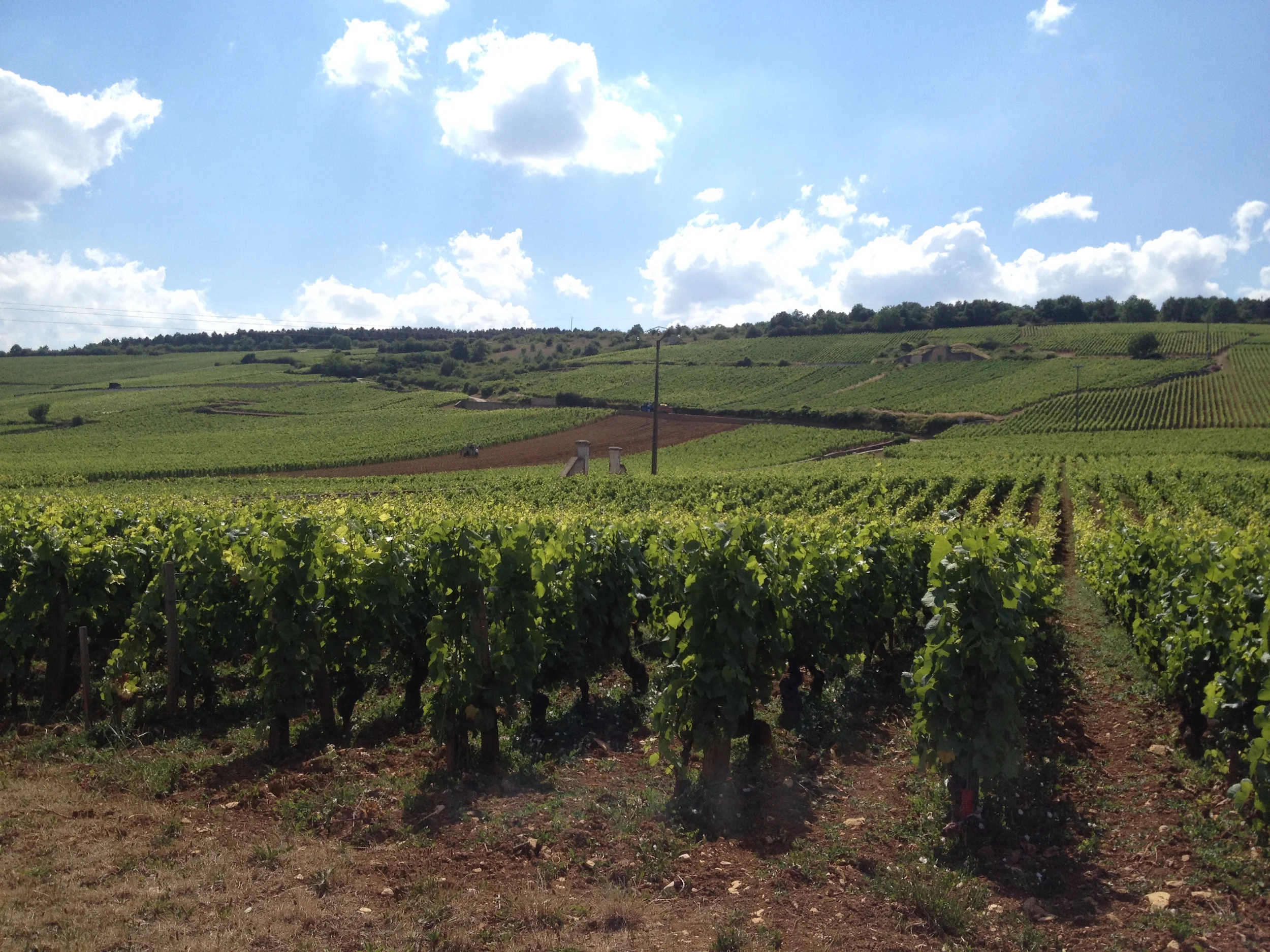Romanée-Conti Vineyard