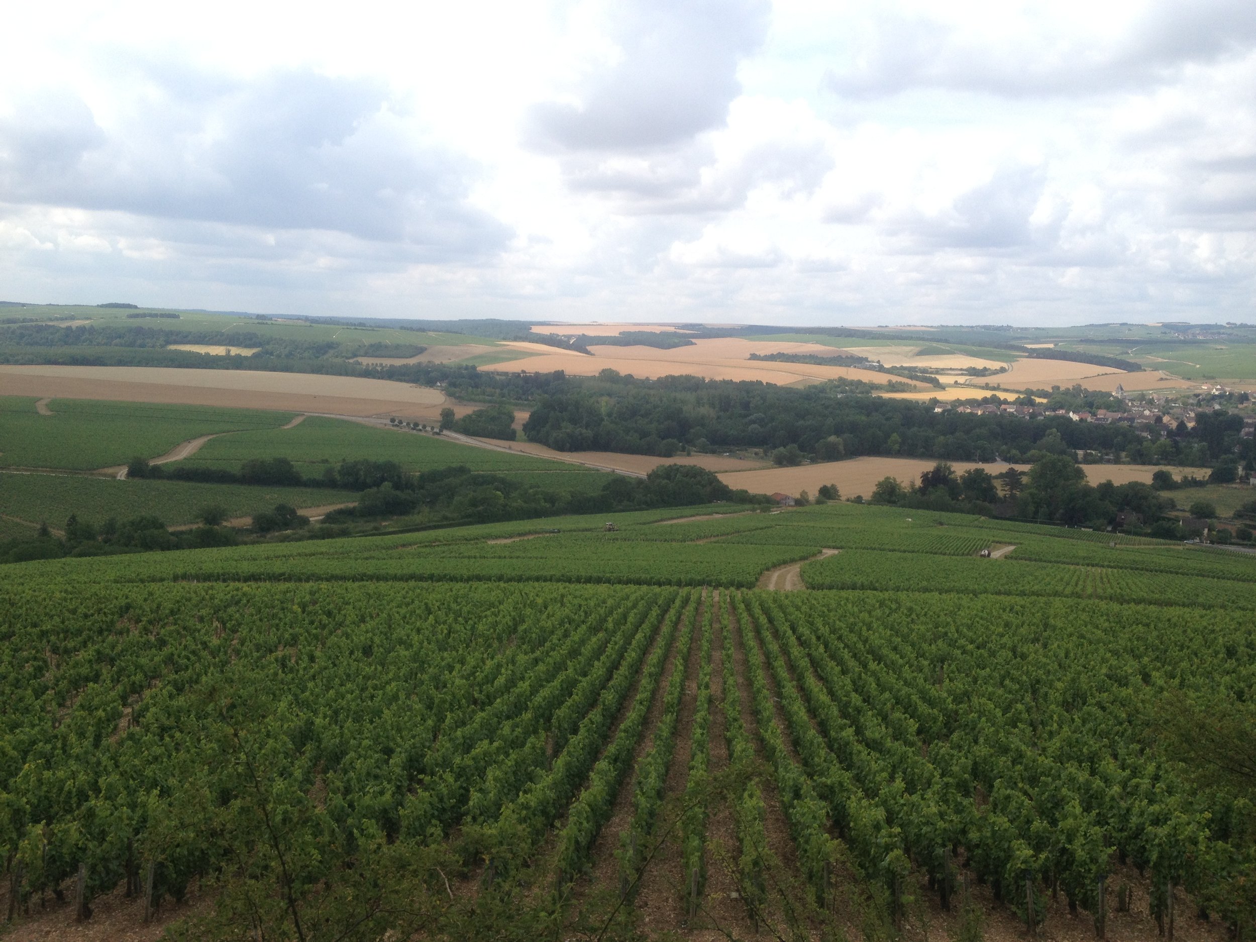 Chablis Vineyards.JPG