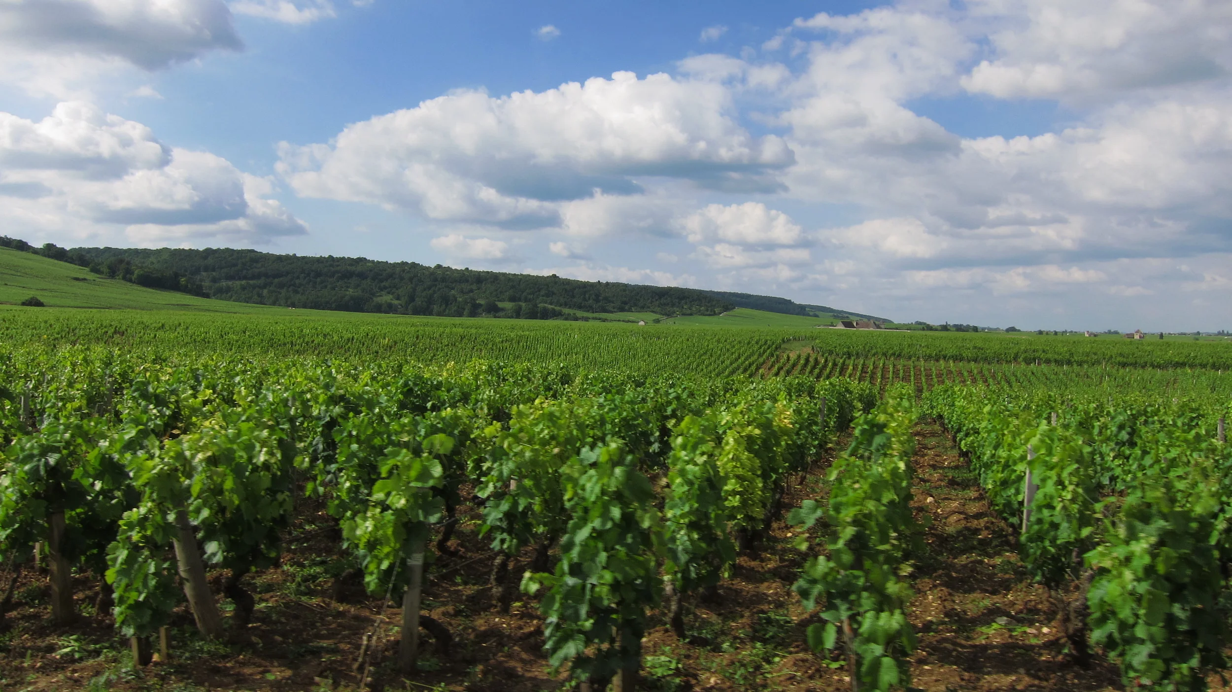 Welcome to Burgundy.