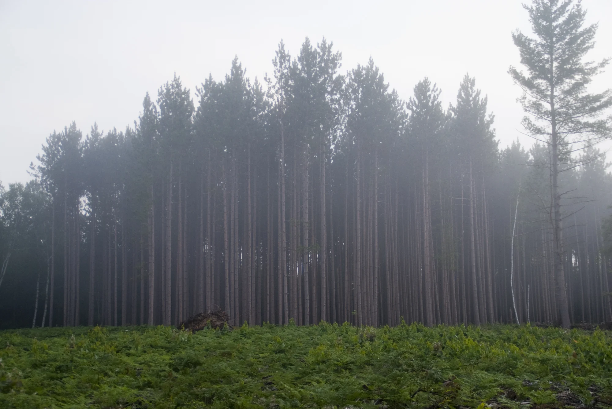pineforest_o.jpg