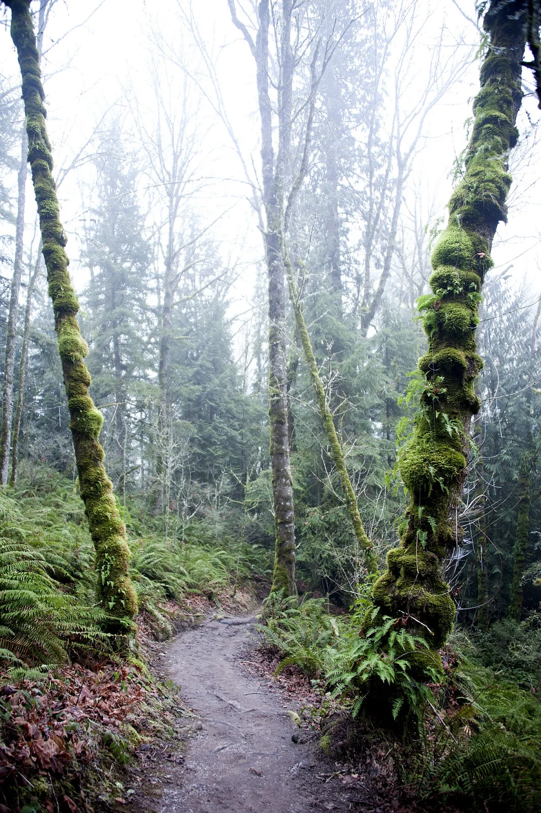 copyrightAM13PDXwoods_3.jpg