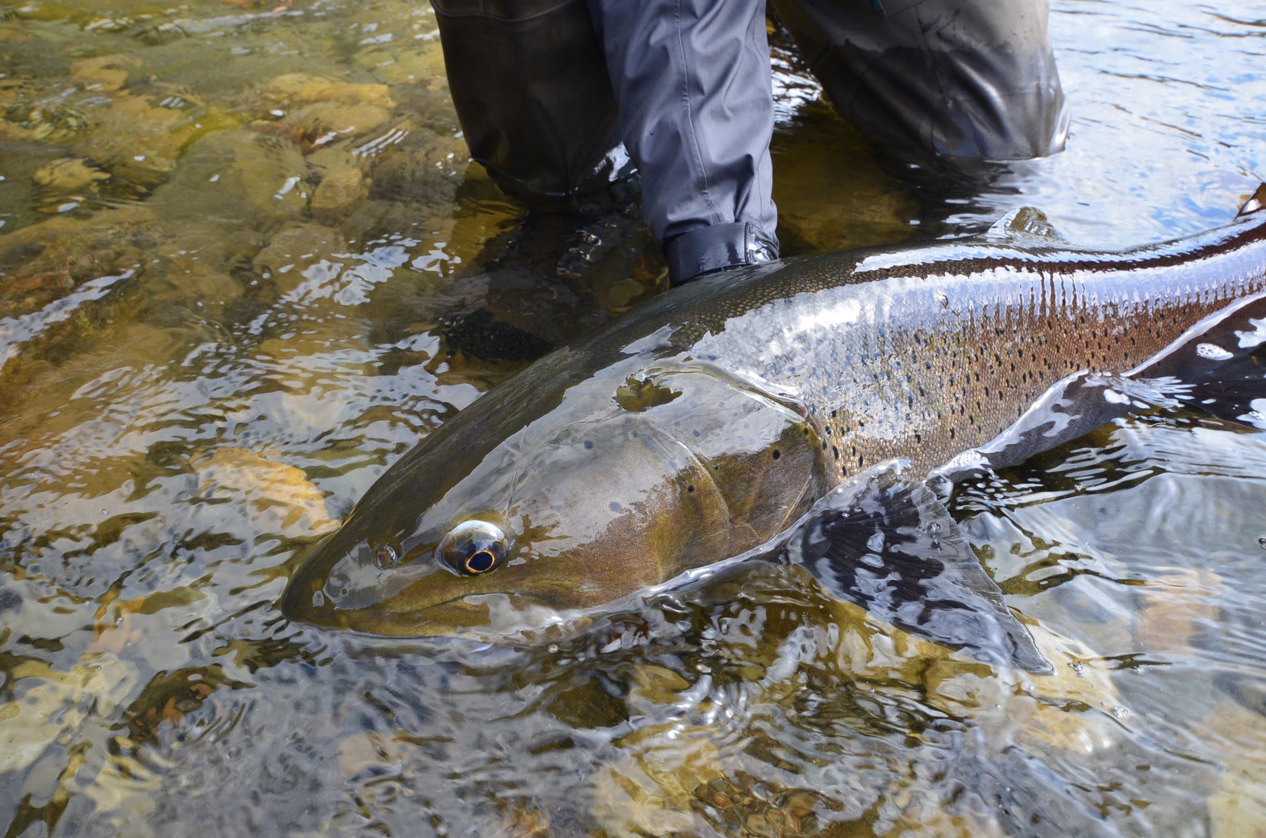 Taiment head mongolia fly fishing.jpeg