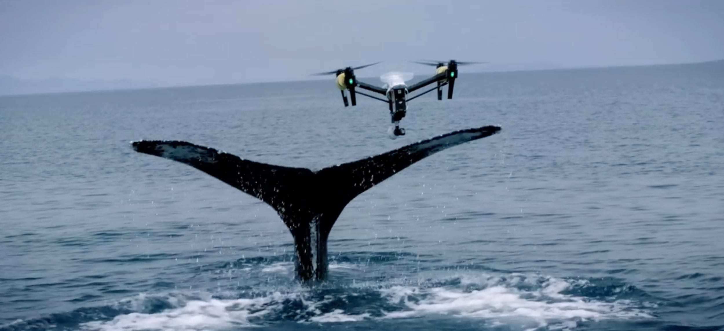 Snotbot: Ocean Alliance