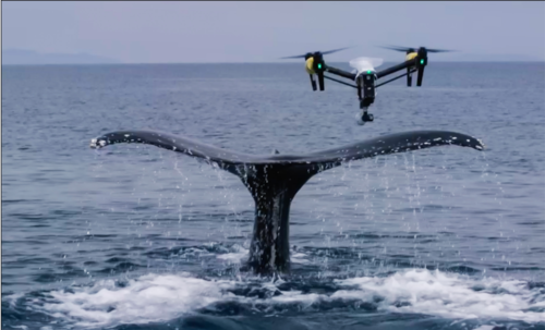 DJI Stories - Ocean Alliance