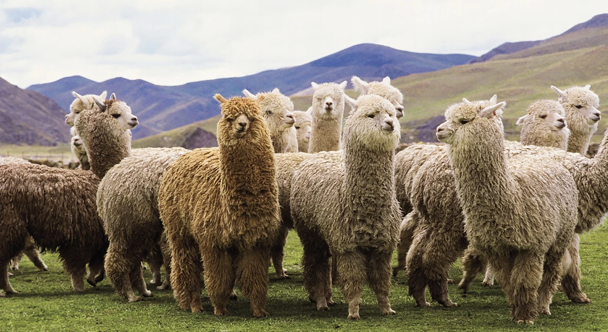 The Case For Alpaca: The Ultimate Sustainable Material?
