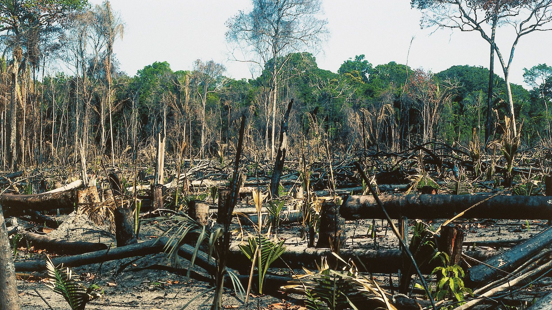 tropical rainforest deforestation case study