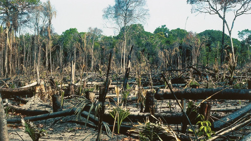 Deforestation Primary Forest Losses Impact Climate Change Carmen Busquets
