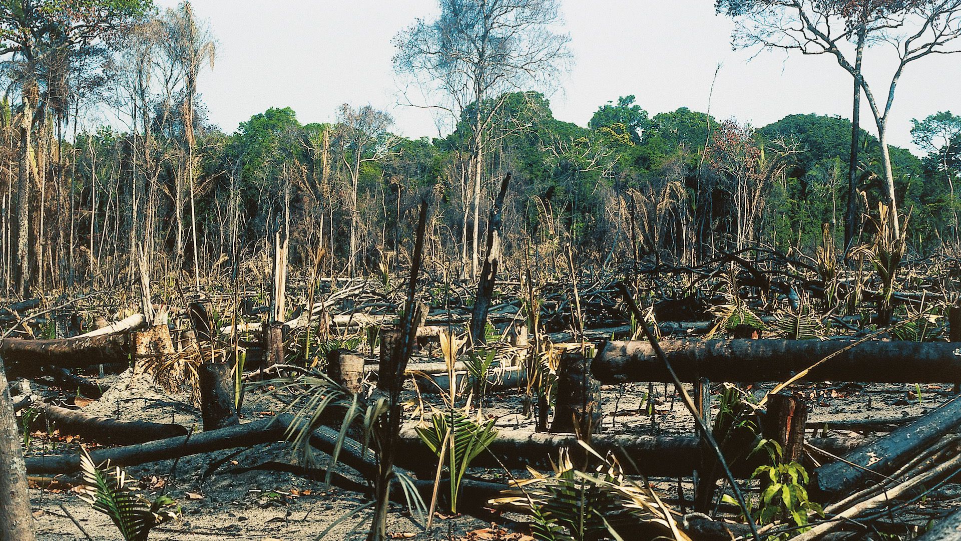 amazon forest deforestation case study