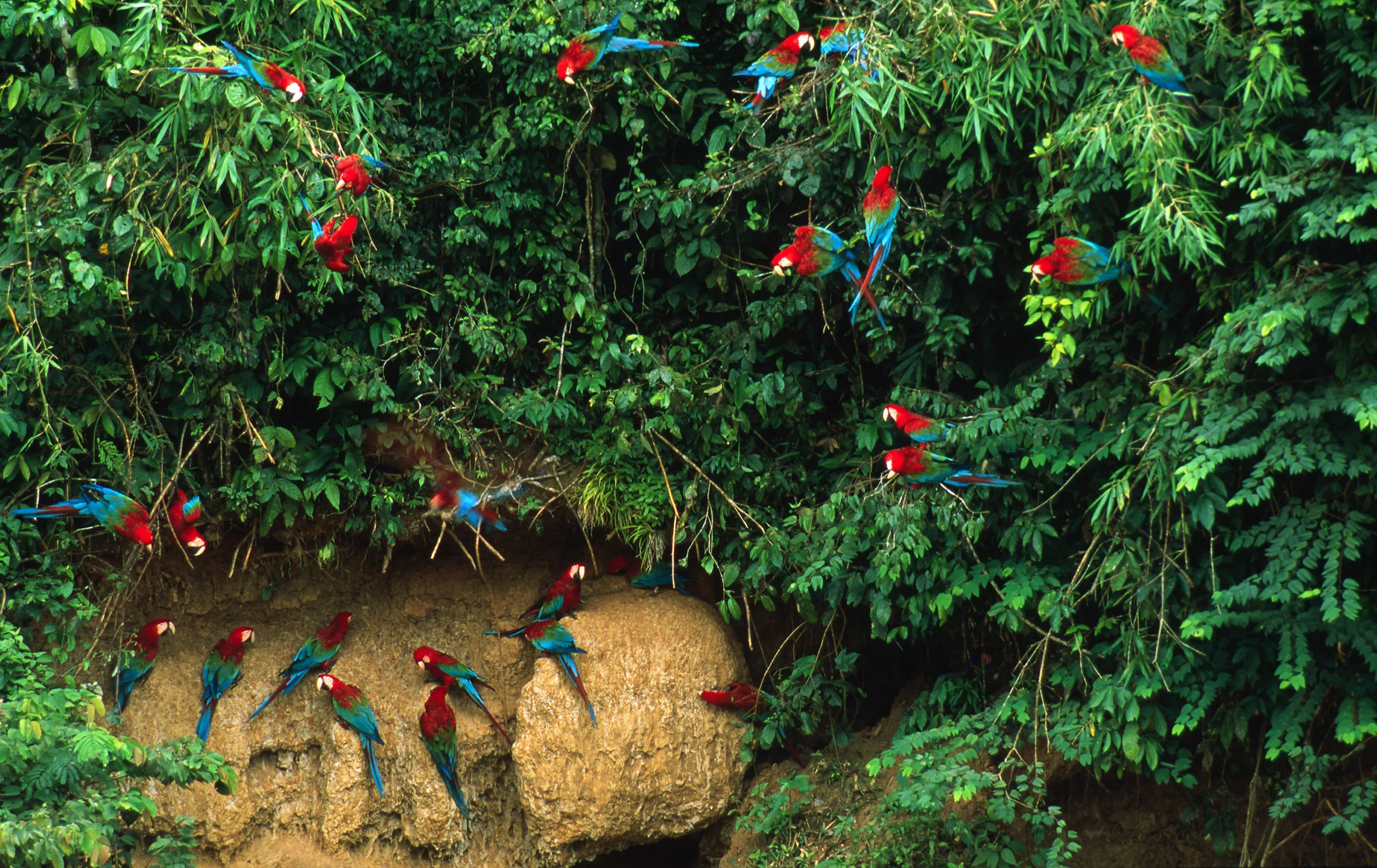 Biodiversity in Peru’s Amazon.