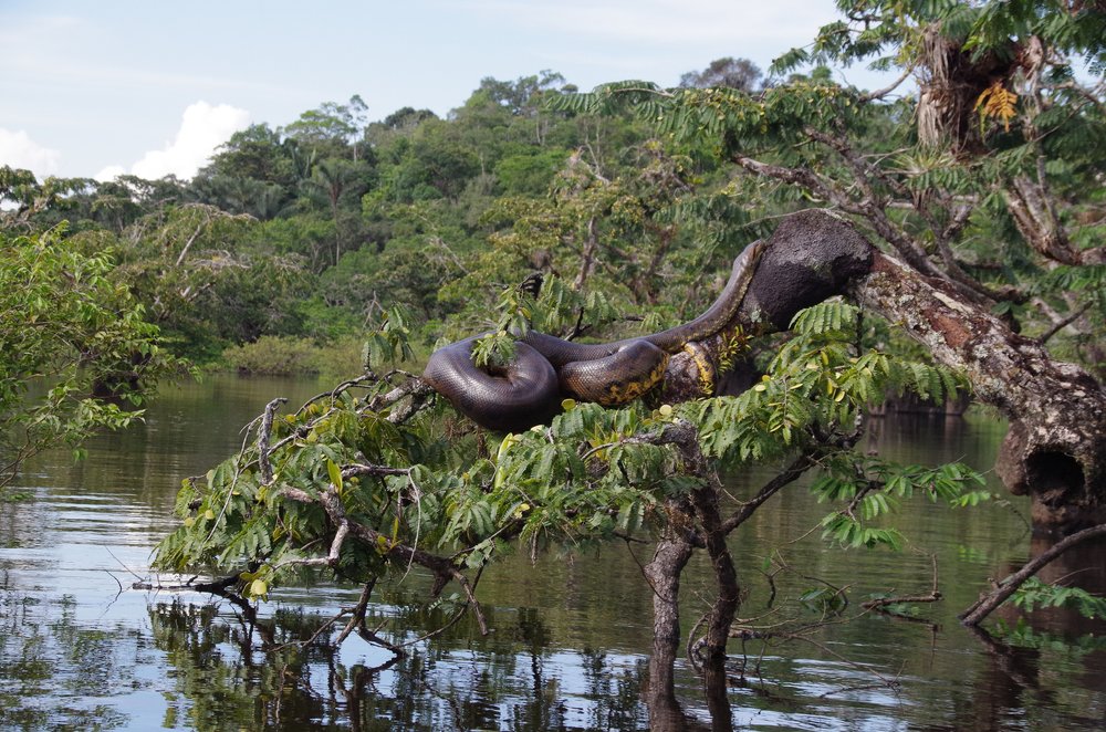 Amazonas anaconda 004_copy Camilo Ortega_WWF Colombia.JPG