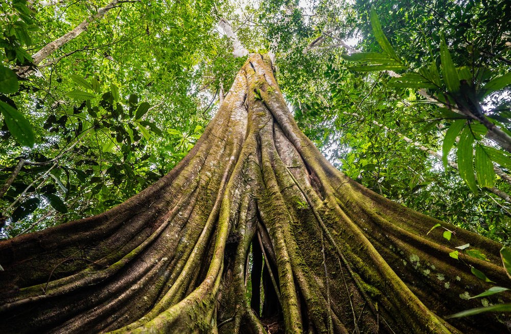 Amazonas Medium_WW2134915_copy © Luis Barreto -WWF-UK.jpg