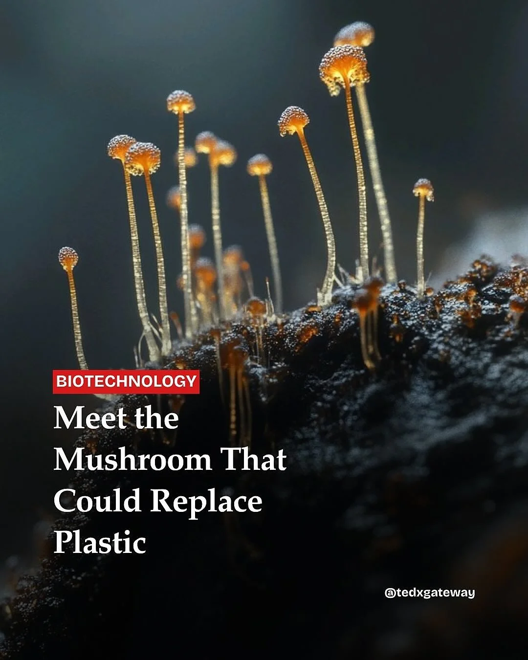 At @empa_materials_science, the Swiss Federal Laboratories for Materials Science and Technology, scientists are exploring the potential of the root-like network of fungi, mycelium. 

Their aim is to create a new generation of sustainable materials ra