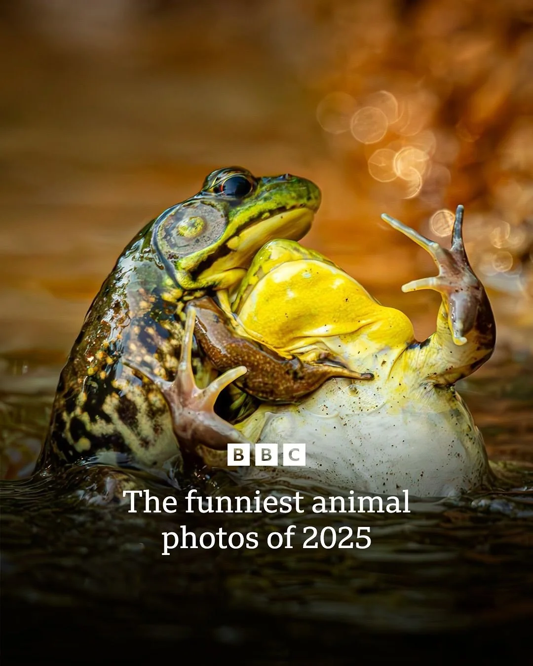 Congratulations to the winners of the 2025 Nikon Comedy Wildlife Awards. They were selected from a total of 10,000 entries from 109 countries &ndash; the highest number of applicants in the competition&rsquo;s 11-year history!

📸 
Grayson Bell
Mark 