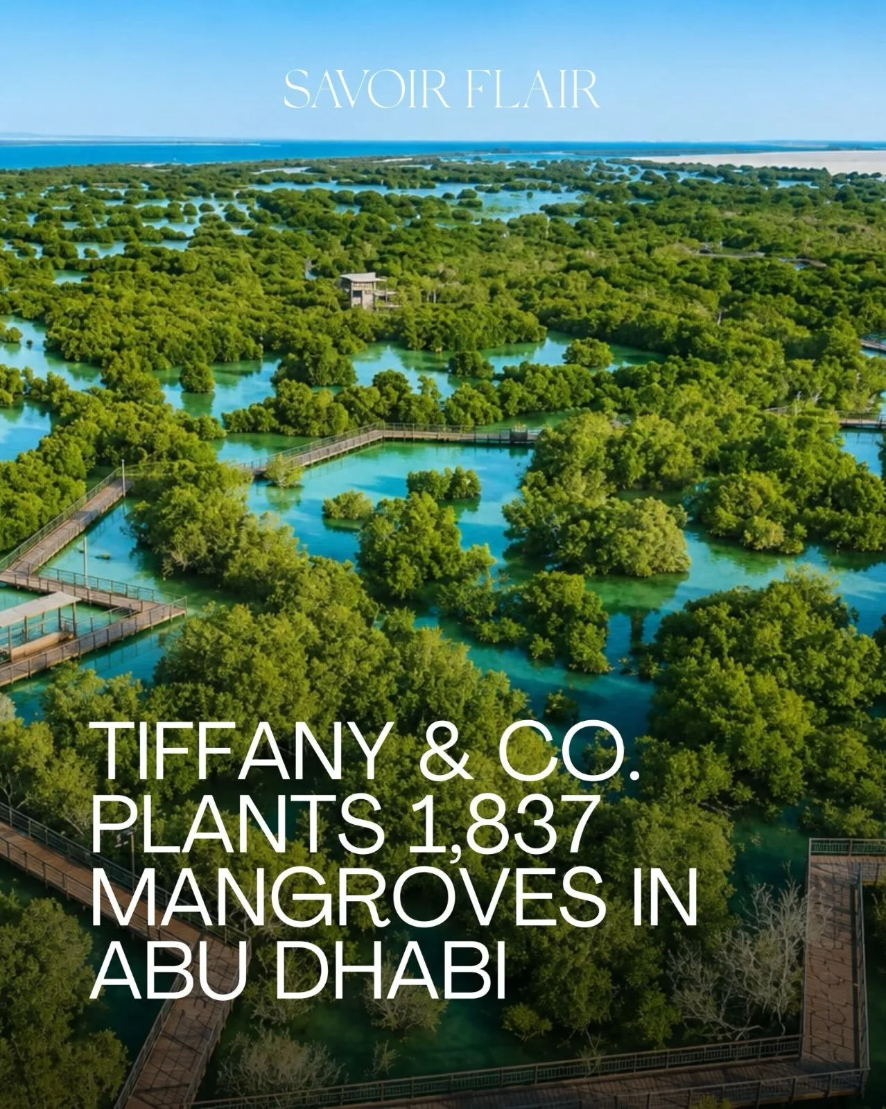 To mark the International Day for the Conservation of the Mangrove Ecosystem, @tiffanyandco has planted 1,837 mangroves at Abu Dhabi&rsquo;s Jubail Mangrove Park, continuing its commitment to mangrove restoration in one of the region&rsquo;s most imp