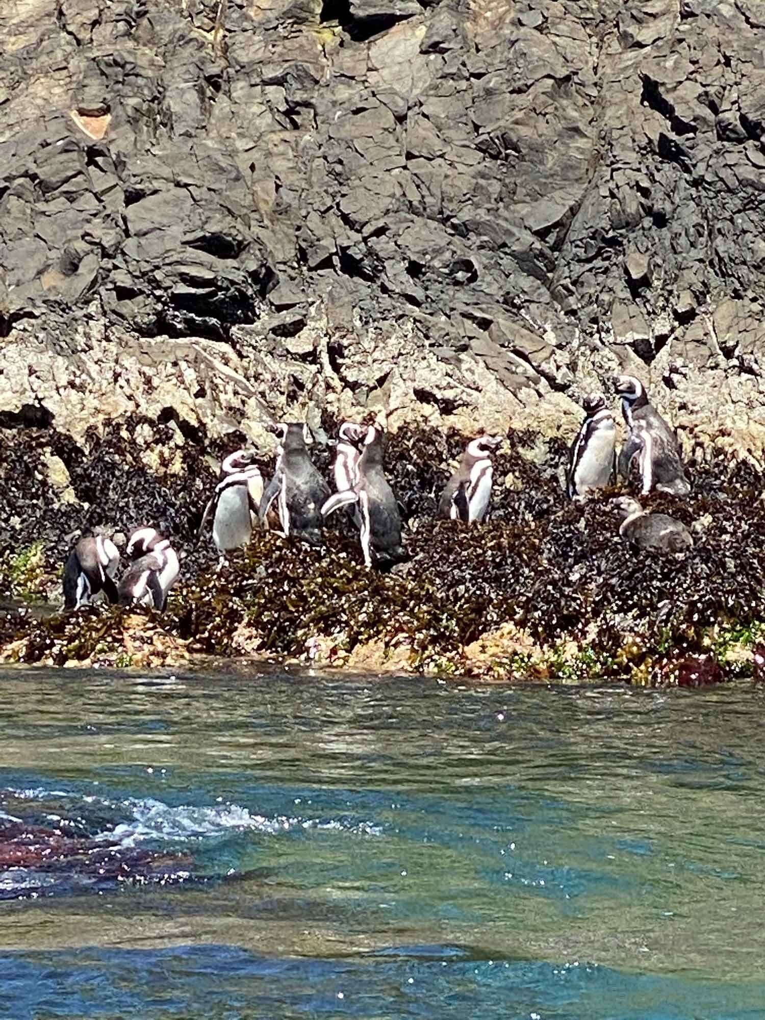 Penguin Colony Chiloe Island chile lake district tours