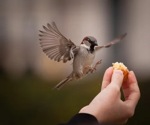 MORE PRECIOUS THAN A BIRD!