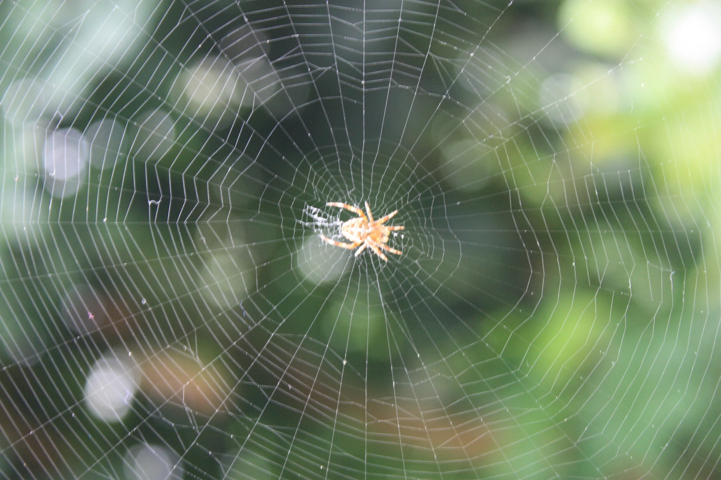 EVIL WEBS