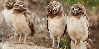 OWLS MEETING