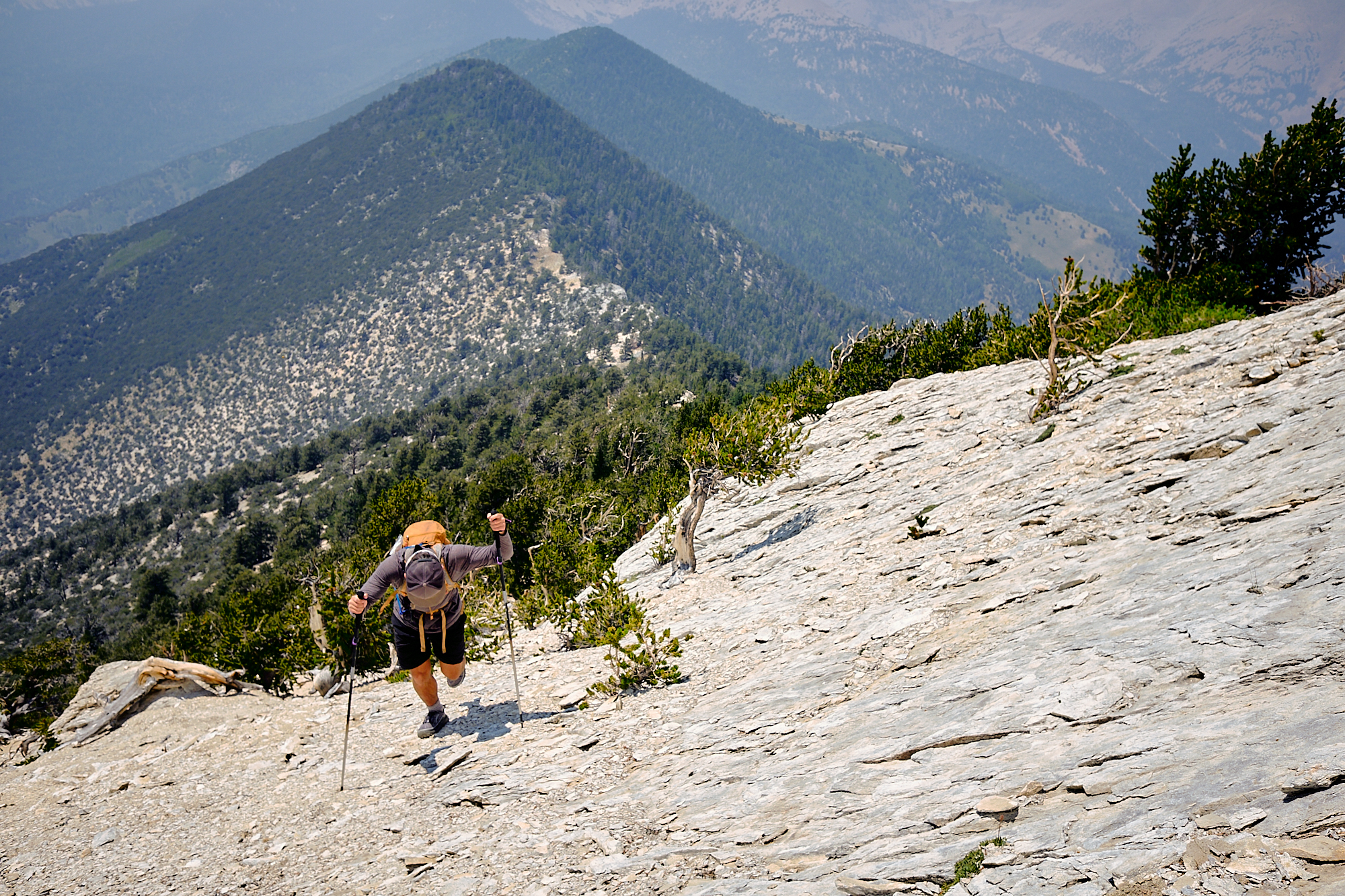  Alex, among 3,000 year old bristlecone pines, makes his way up the loose limestone to the summit of Peak 10842. | Great Basin National Park, NV 8/5/18 