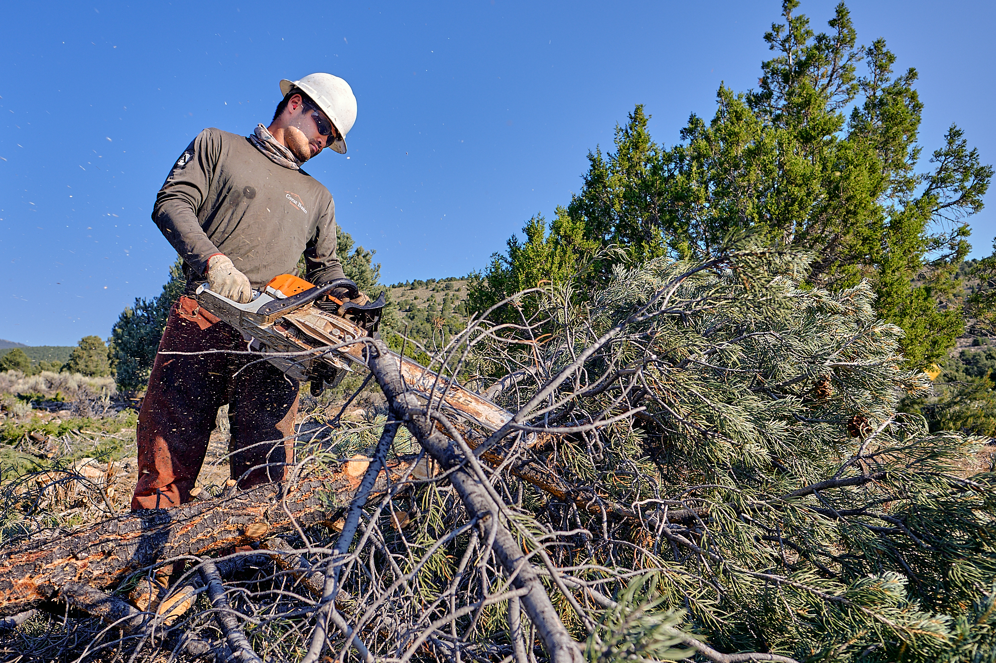  Alex cleans up a recently felled tree. | Great Basin National Park, NV 8/8/18 