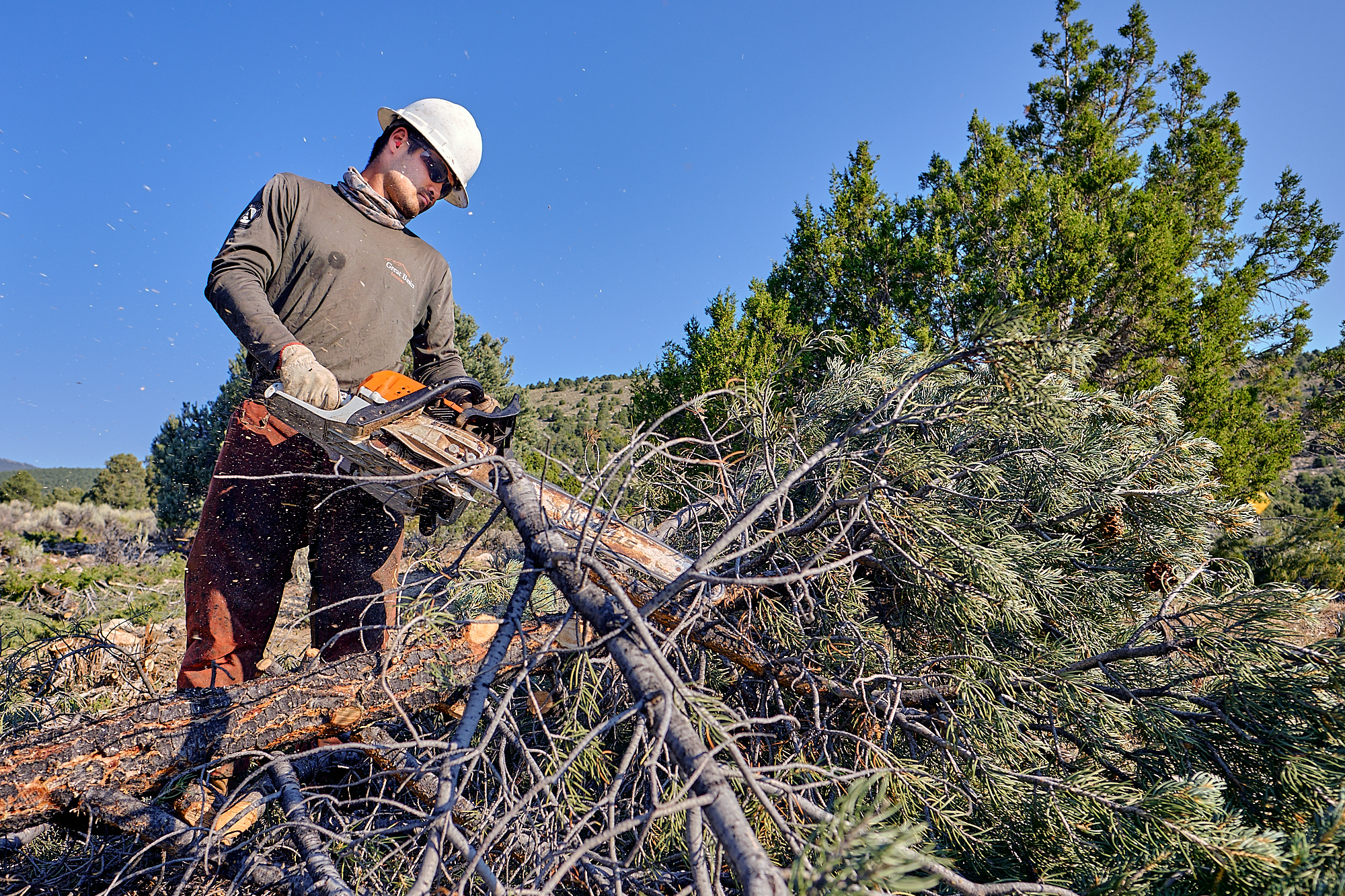 Alex cleans up a recently felled tree. | Great Basin National Park, NV 8/8/18