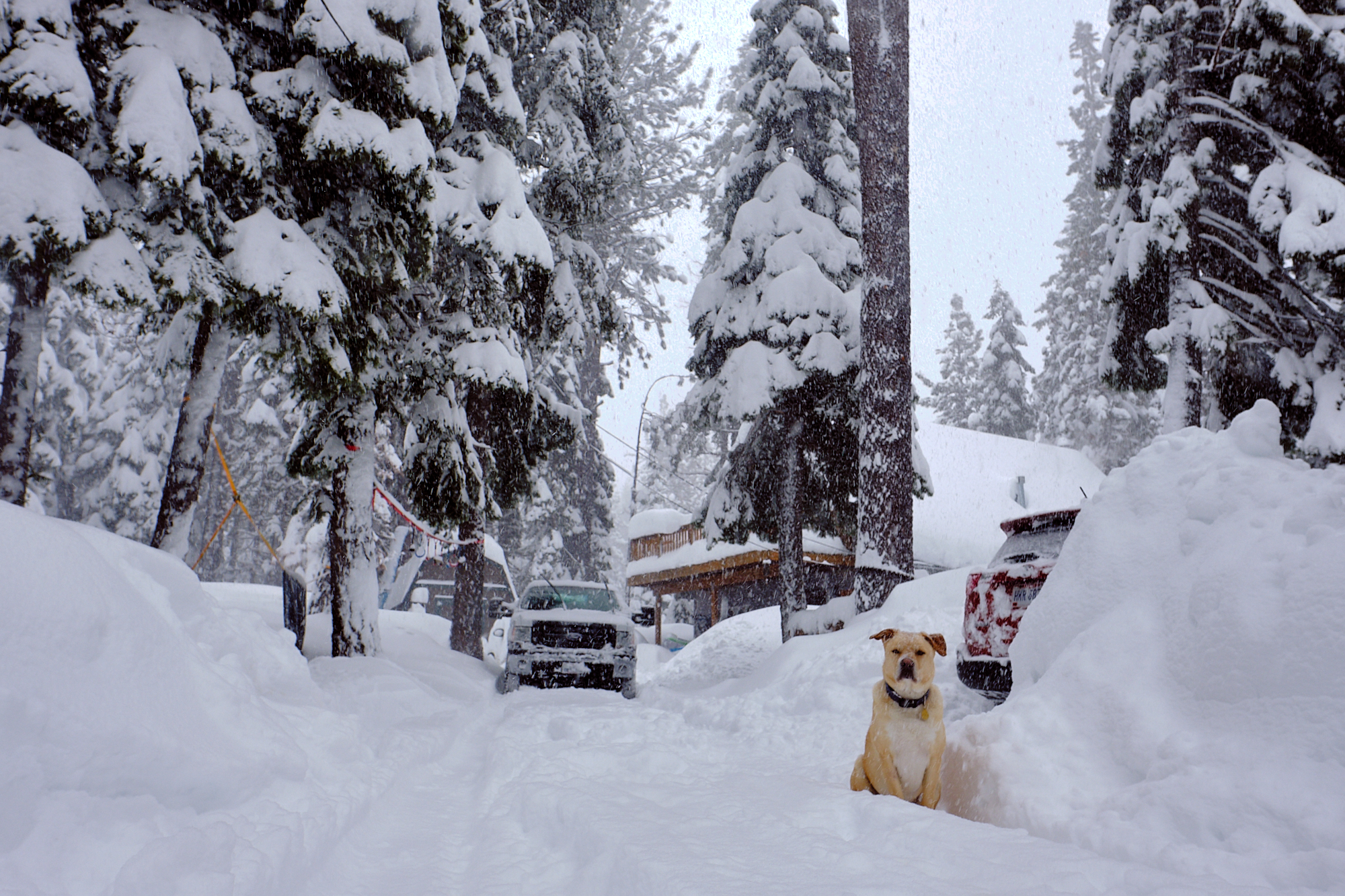  Buddy guards the Hering household in the calm before a blizzard. The last offical blizzard was in 2008. | Tahoe City, CA 2/4/19 