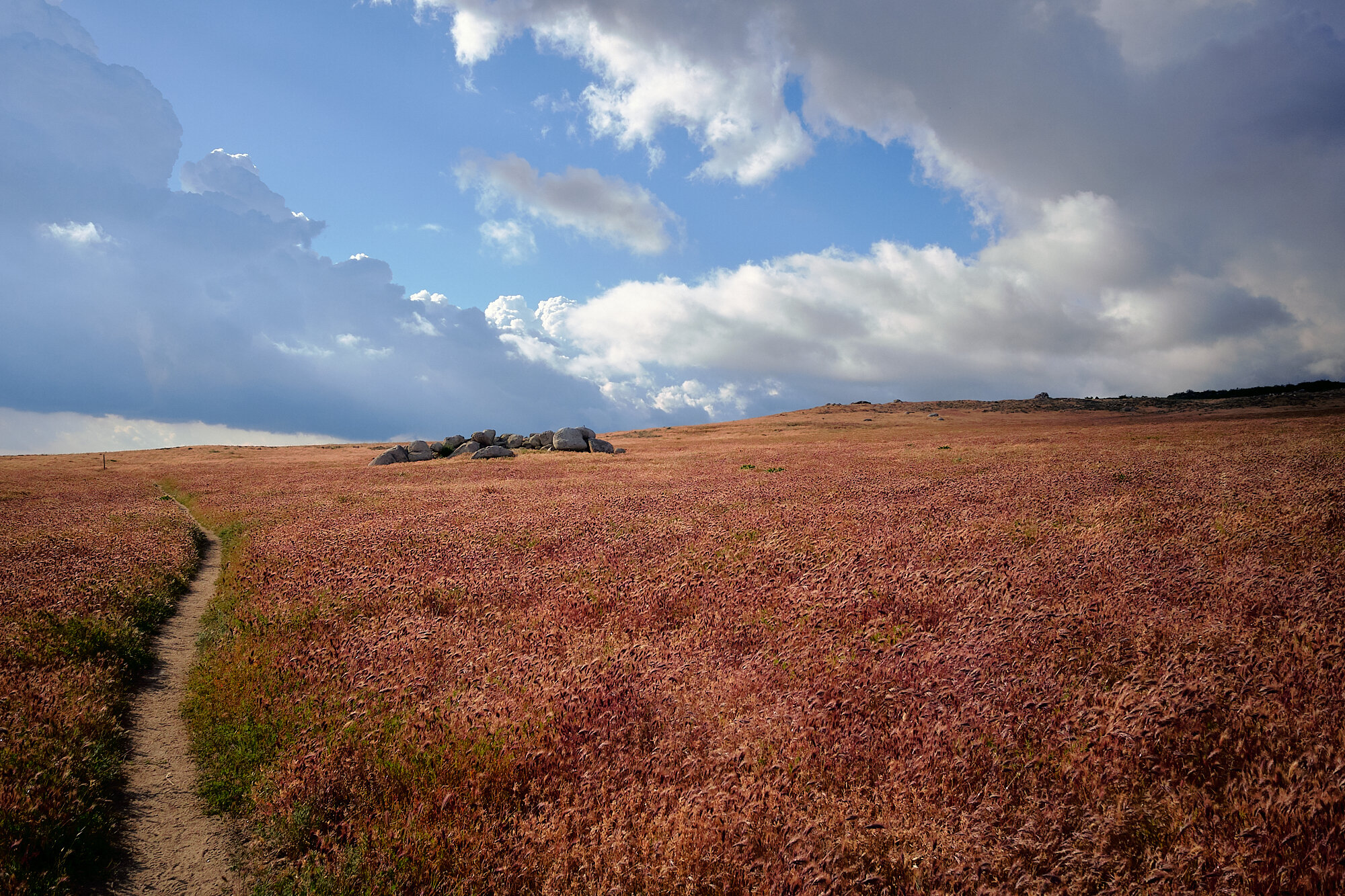  The trail cuts across a large meadow before passing through the small community of Warner Springs, CA. | 5/11/19 Mile 105.5, 3,393' 