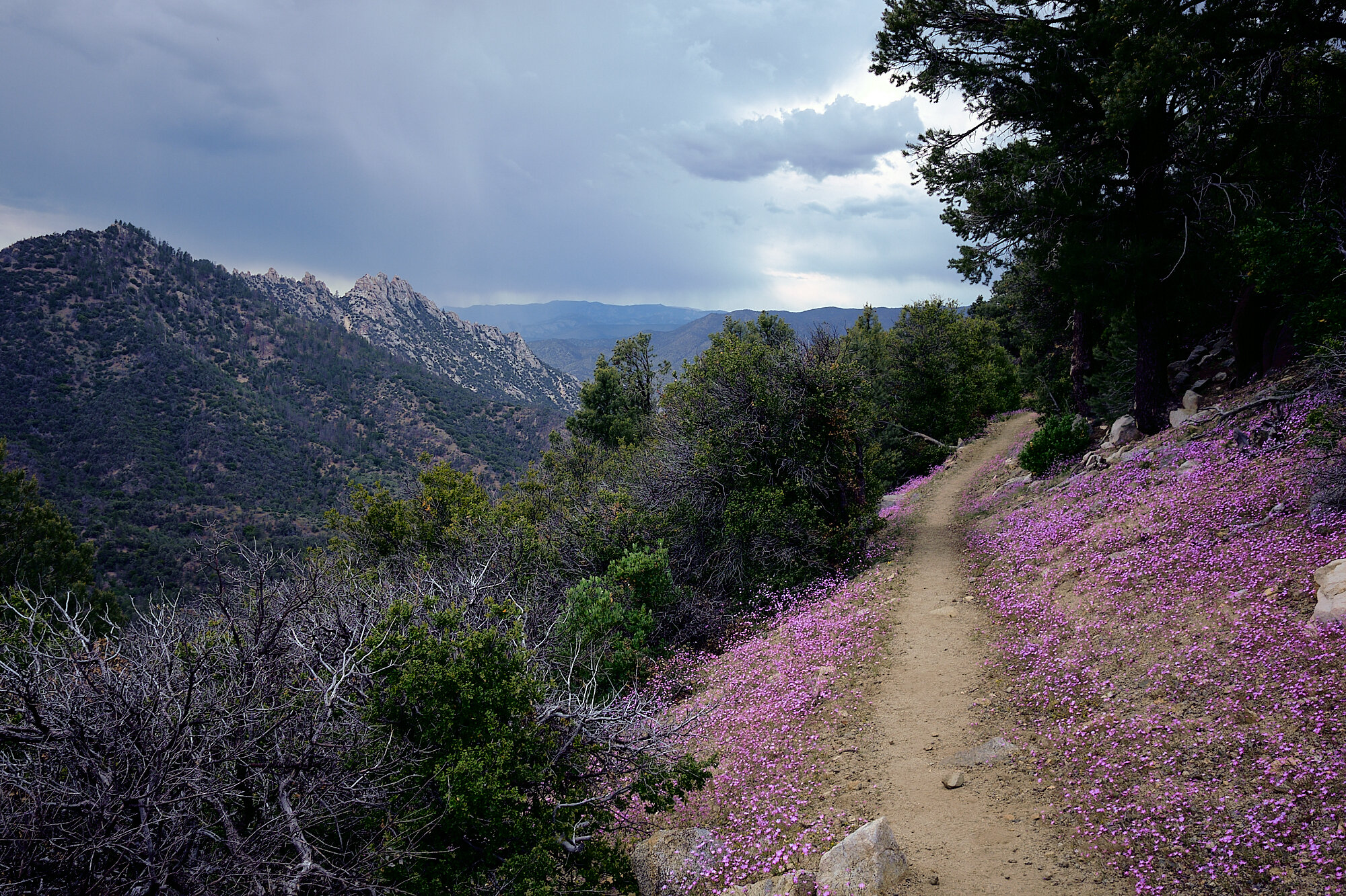  Wildflowers along the trail as a storm rolls in. | 6/17/19 Mile 676.2, 6,899' 