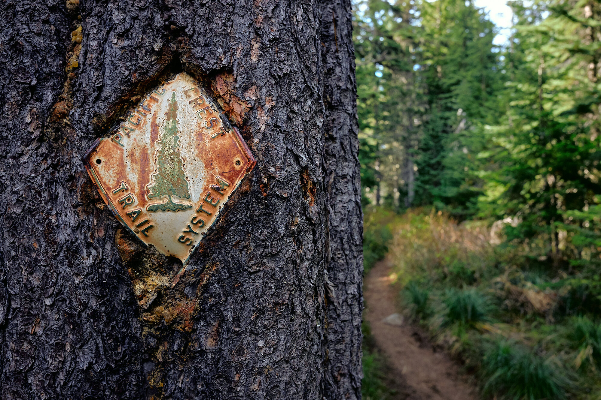  An old trail marker slowly being consumed by a tree. | 9/14/19 2,199.6, 4,027' 